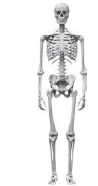 الهيكل العظمي لجسم الإنسان